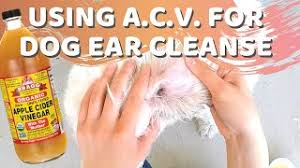 how to clean dog ears with vinegar and