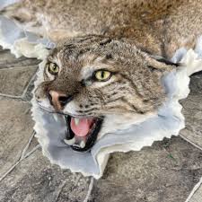 bobcat rug perkins taxidermy