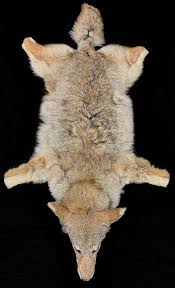 rug coyote bischoff s s