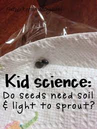 do seeds need soil light and water to