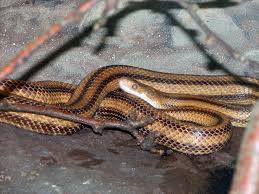 Most garter snakes are black or grey with at least one long, yellow stripe running from the neck to the tail. Florida Reptiles And Amphibians Page 3 Of 3