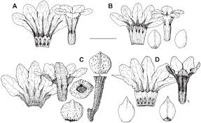 Floral and fruit morphology of: A, Buglossoides calabra, opened and ...