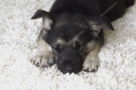 dog sleeping on a white carpet stock