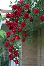 Red Climbing Rambler Rose Rose Flower