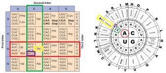 the genetic code mhcc biology 112