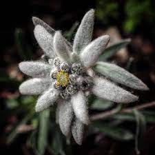 edelweiss meaning what is the history