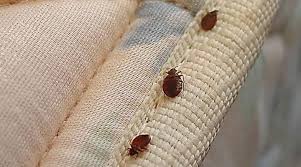 How To Get Rid Of Bed Bugs In Sofas