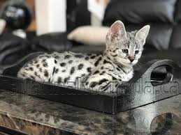 You can contact us on our website for further details related to buying savannah cat for sale currently as well as in future. Savannah Canada Available Savannah F1 Hp Valentina Dbo Facebook