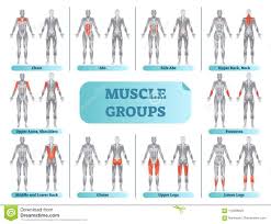 Female Muscle Groups Anatomical Fitness Vector Illustration