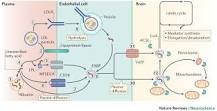 Image result for 30) which fatty acid needed for brain development? course hero