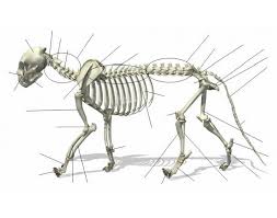 While this is present in canids, it is highly developed in felines. Vererinary Cat Skeleton