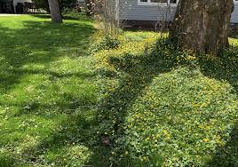 Act Now To Get Rid Of Lesser Celandine