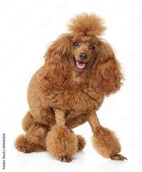 red toy poodle puppy on a white