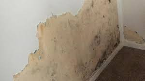 Mold is a fungus, which grows fast in moist. White Mold Growth In Your Home Causes Solutions Environix