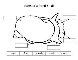 Parts Of A Pond Snail Diagram Label Pond Snails Pond Snail