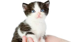 Feline definition, belonging or pertaining to the cat family, felidae. Feline Friends S Kitten Ball In Dubai Community Things To Do Culture Time Out Dubai