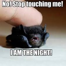 The phrase is most likely parody of the batman quote i am the night. No Stop Touching Me I Am The Night Know Your Meme