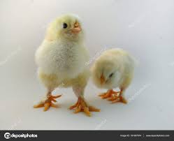 Цыплята французской породы по имени Лосось Фавероль стоковое фото  ©ThreeDiCube 151957574
