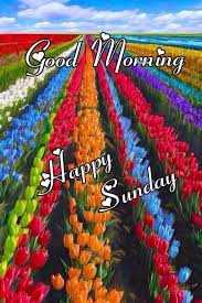 good morning happy sunday hd special