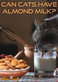 However, as with most human foods that are considered safe for cats, you still should use almond milk in moderation. Can Cats Have Almond Milk Is It Safe For Your Kitty