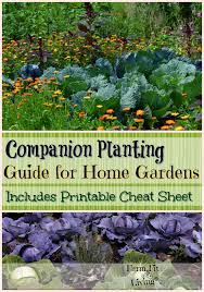 Companion Planting Guide For Home
