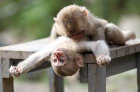 baby monkeys playing