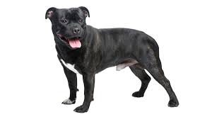 the staffordshire bull terrier great