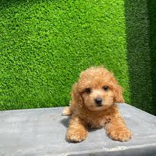 toy poodle dogs s in singapore