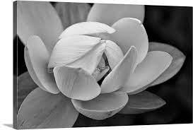 Black And White Flower Wall Art Canvas
