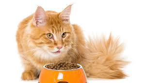 best cat food for your cat