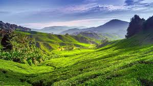 We have the best tours in cameron highlands. Cameron Highlands Guest Houses Best Price Hd Photos Of Guest Houses In Cameron Highlands