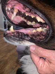 melanoma in dogs healthy paws