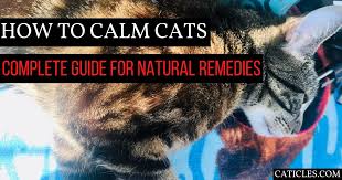 Use this natural home remedy for your cat, for a natural way to keep your possesions safe from cat scratches. How To Calm Down A Scared Cat And Help The Cat Adjust Caticles