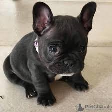 french bulldog in the city of