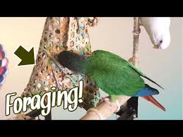 5 foraging ideas for parrots you