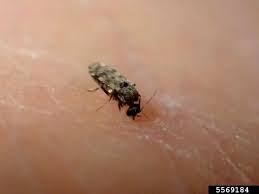 learn how to get rid of biting midges