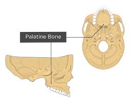 palatine bone anatomy and labeled