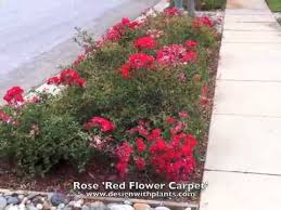 red flower carpet rose