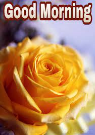 Maybe you would like to learn more about one of these? 51 Beautiful Good Morning Yellow Rose Images Hd 2021 Best Status Pics