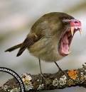 Image result for Image result for bird with teeth