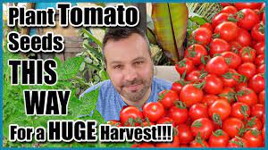 plant tomato seeds for a huge harvest