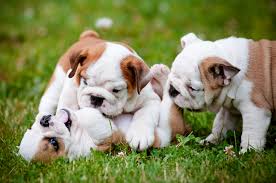 Name city province country ; 5 Things To Know About English Bulldog Puppies Greenfield Puppies