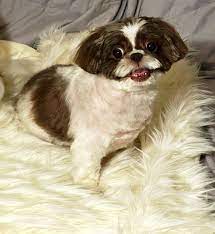 We did not find results for: Dog For Adoption Lily Leo A Shih Tzu In Springfield Va Petfinder