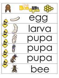 3 Honey Bee Life Cycle Charts And Worksheets Preschool 1st Grade Homeschool