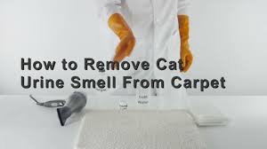 remove cat urine smell from carpet