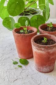 Chinese Money Plant Tips How To Care