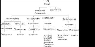 A Review Of The Ubiquity Of Ascomycetes Filamentous Fungi In