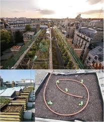 Rooftop Farming On Urban Waste Provides