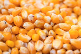 maize nutritional value and health