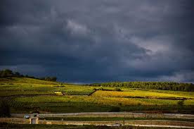 Burgundy 2016 Harvest Report Who Survived Natures Wrath